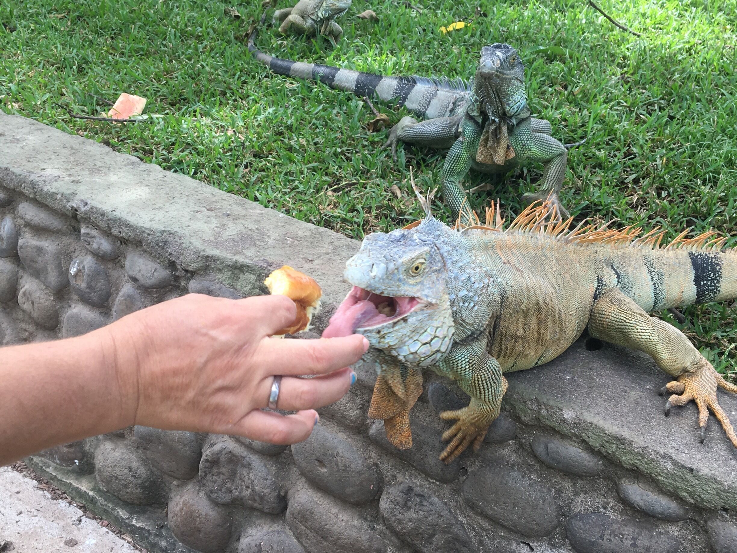 Feeding pineapple to an iguana