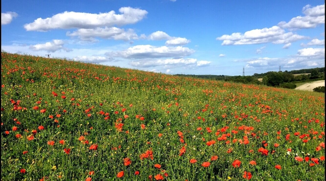 Just as you come over the hill to Luddesdown Village Hall this view is always beautiful.
