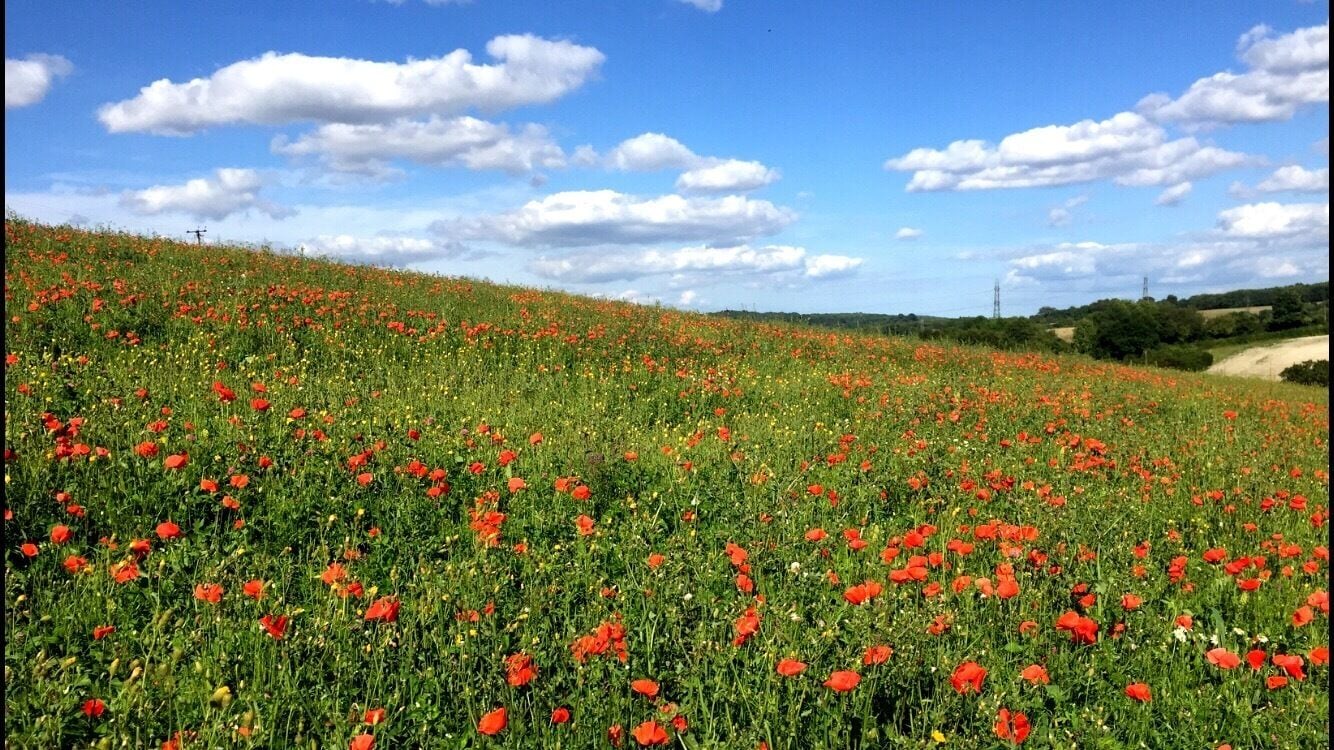 A field of red poppies under a blue sky with scattered clouds.