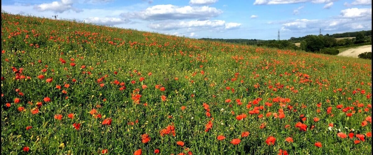 A field of red poppies under a blue sky with scattered clouds.