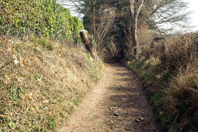 A narrow dirt path surrounded by dry grass and trees.