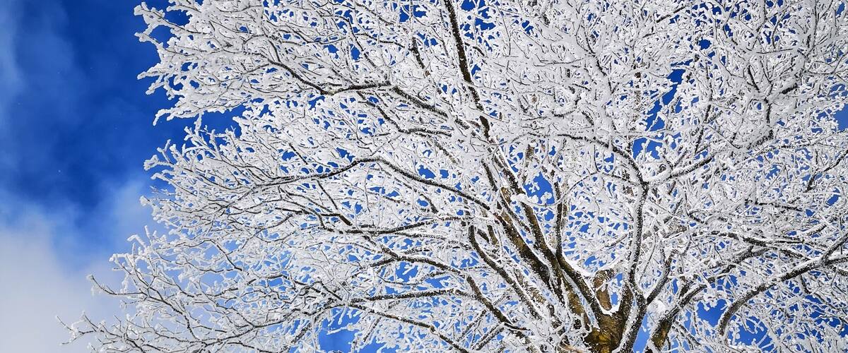 A snow-covered tree against a clear blue sky.