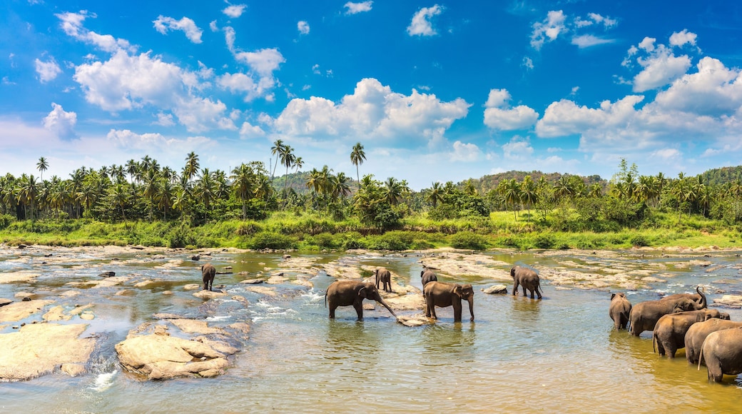 Herd of elephants in Sri Lanka