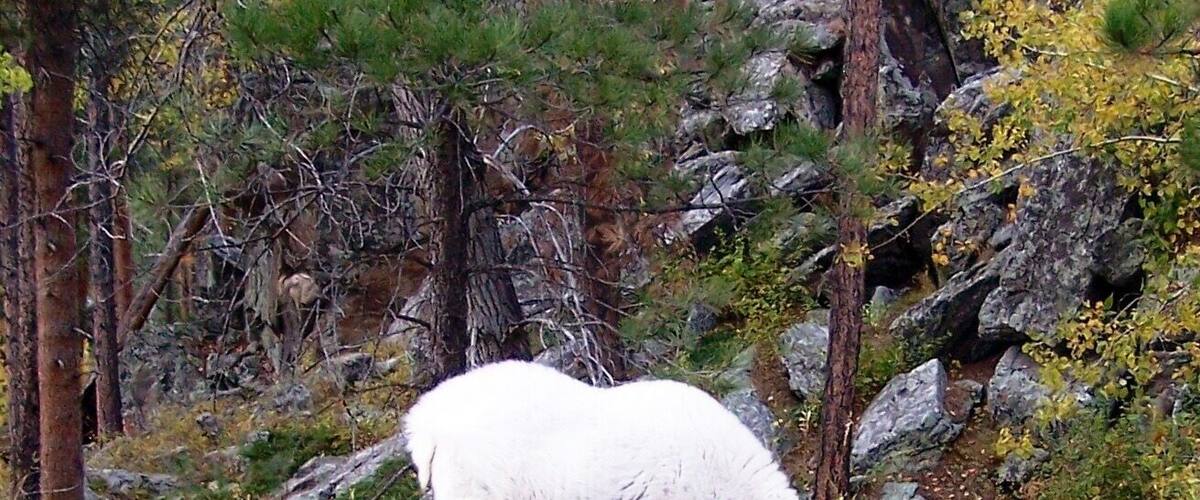 While riding through the Black Hills of South Dakota, we saw this fascinating creature by the side of the road.