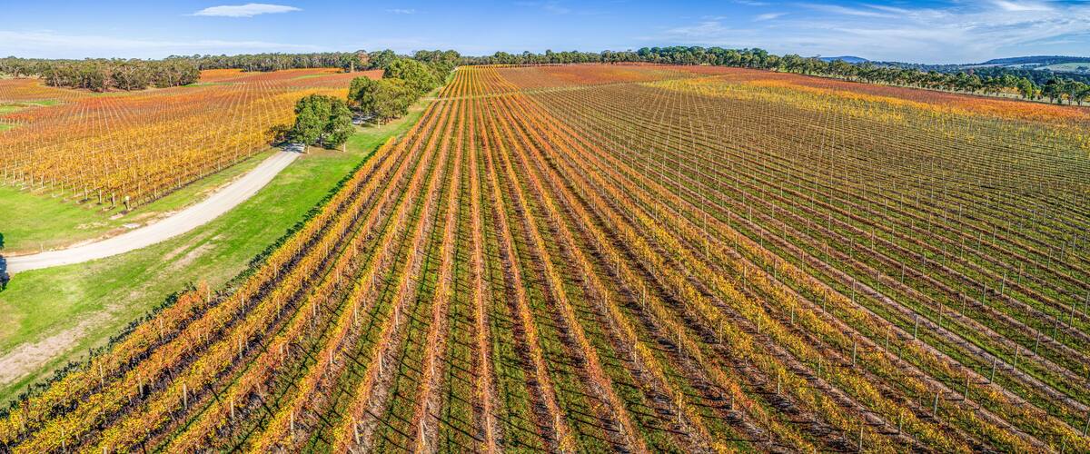 Large vineyard in autumn - aerial panoramic landscape