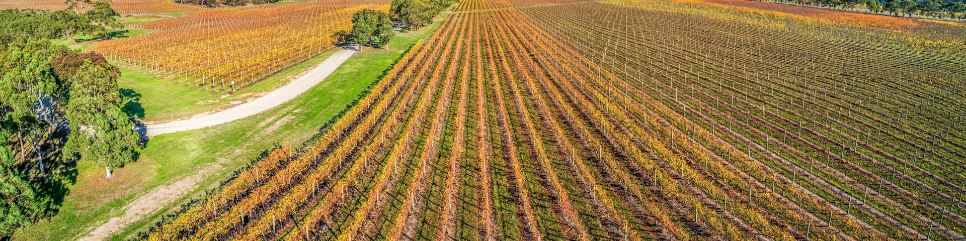 A vineyard with rows of grapevines.