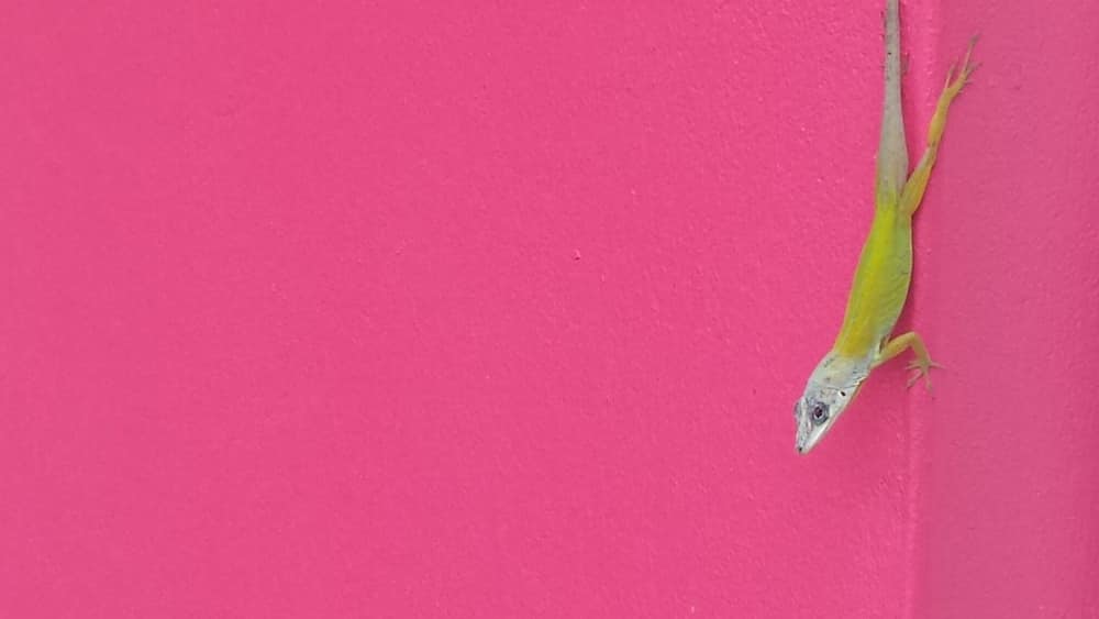 A beautiful hotel with its own personal botanical gardens. Just footsteps from Villa Beach.
#carribean