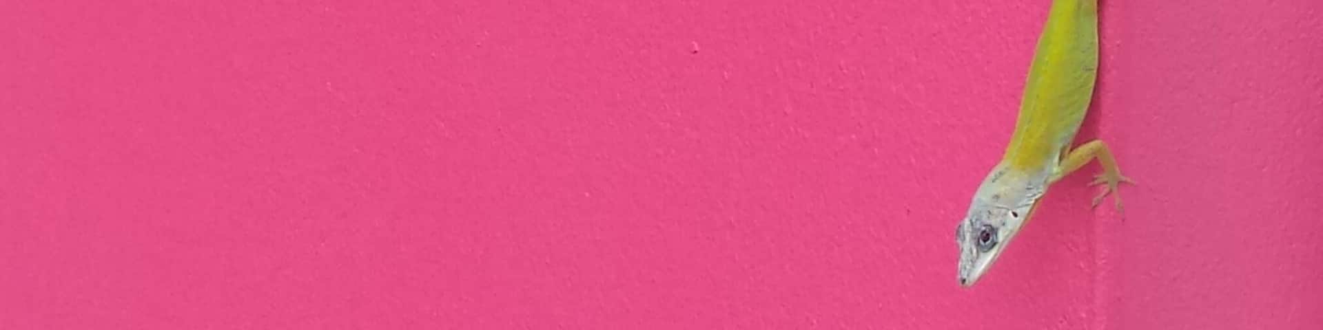 A beautiful hotel with its own personal botanical gardens. Just footsteps from Villa Beach.
#carribean