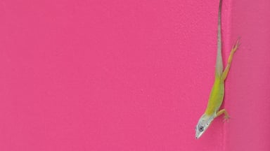 A beautiful hotel with its own personal botanical gardens. Just footsteps from Villa Beach.
#carribean