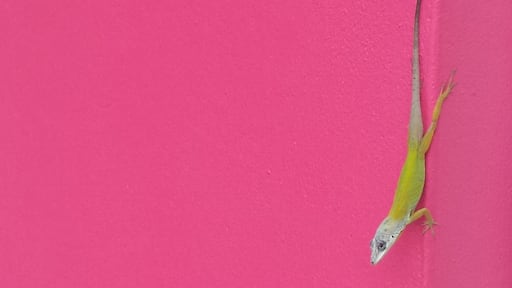 A beautiful hotel with its own personal botanical gardens. Just footsteps from Villa Beach.
#carribean