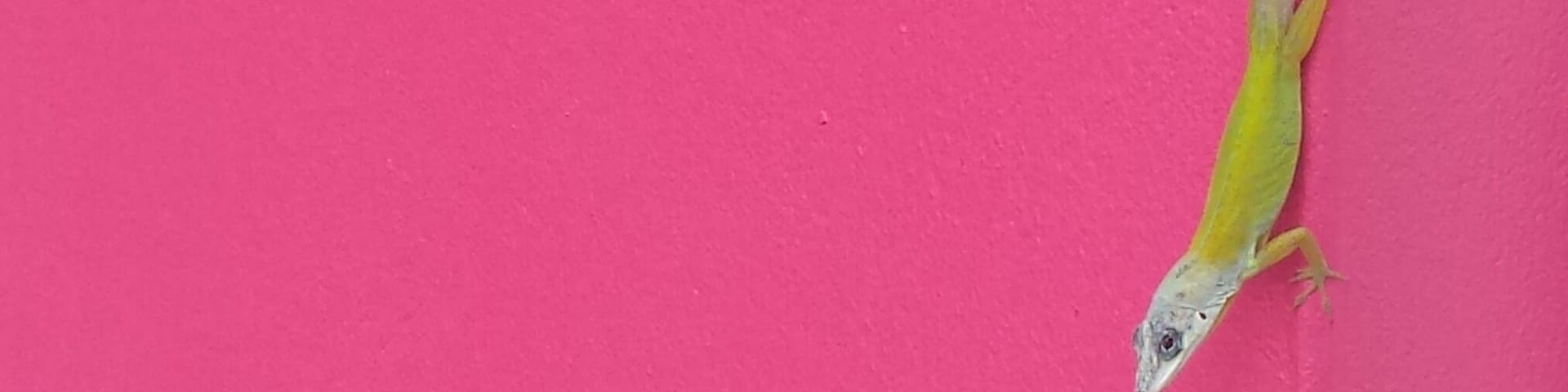 A beautiful hotel with its own personal botanical gardens. Just footsteps from Villa Beach. 
#carribean