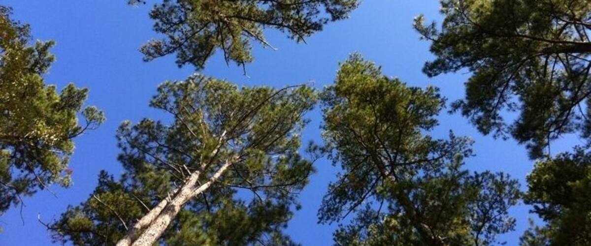 Beautiful pines swaying in the breeze