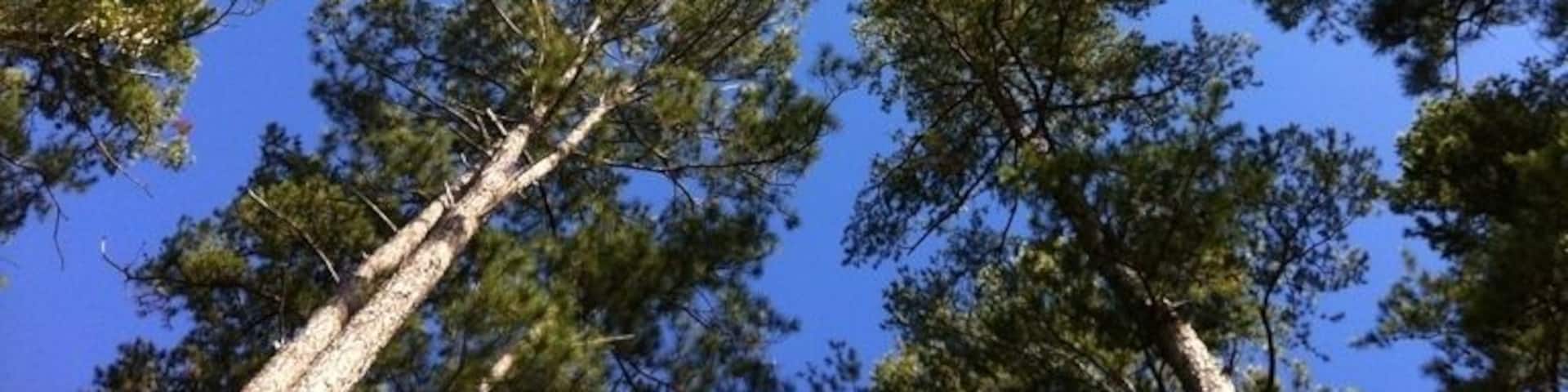 Beautiful pines swaying in the breeze