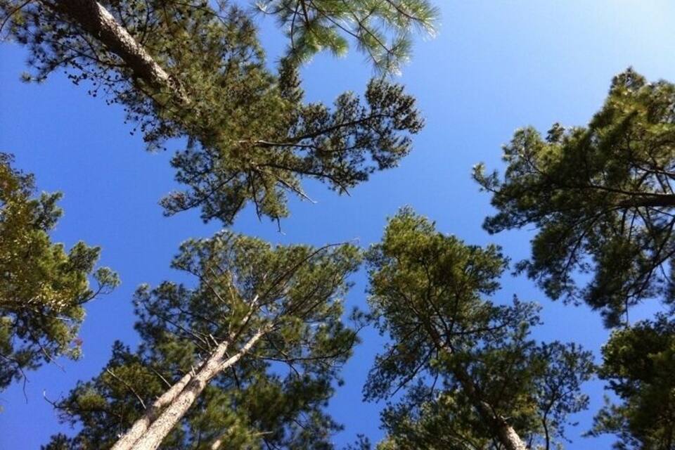 Pinheiros altos contra um céu azul límpido.