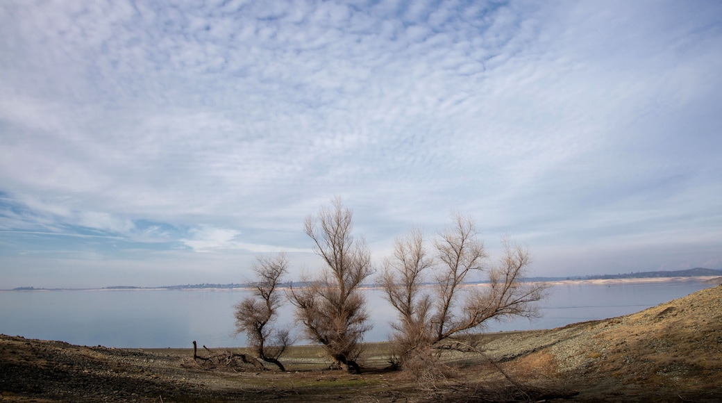 Winter Trees Along Lake Folsom Shoreline with Sky