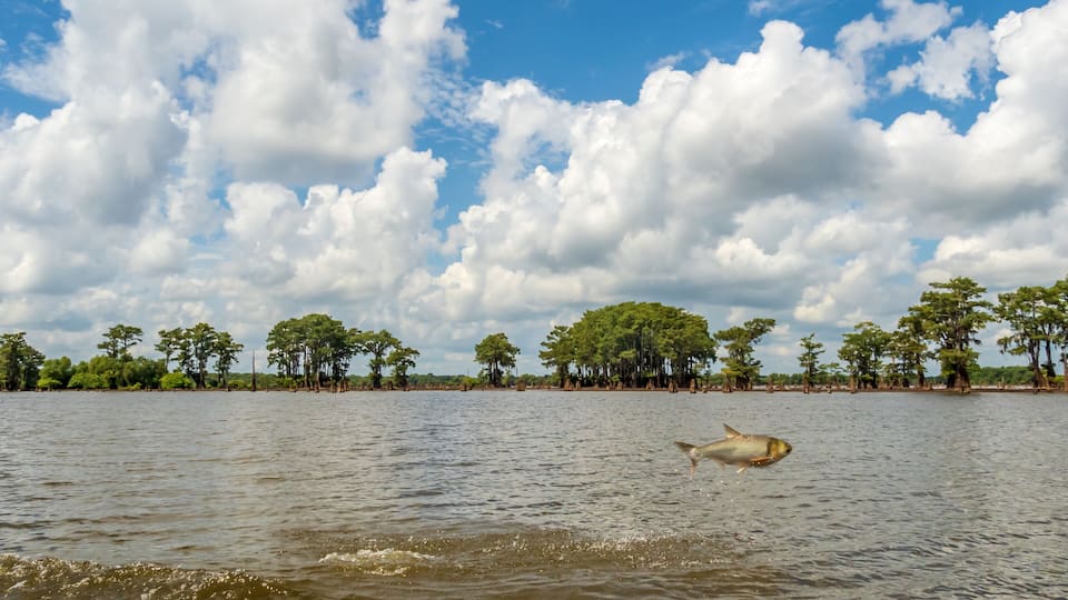Fish are jumping
