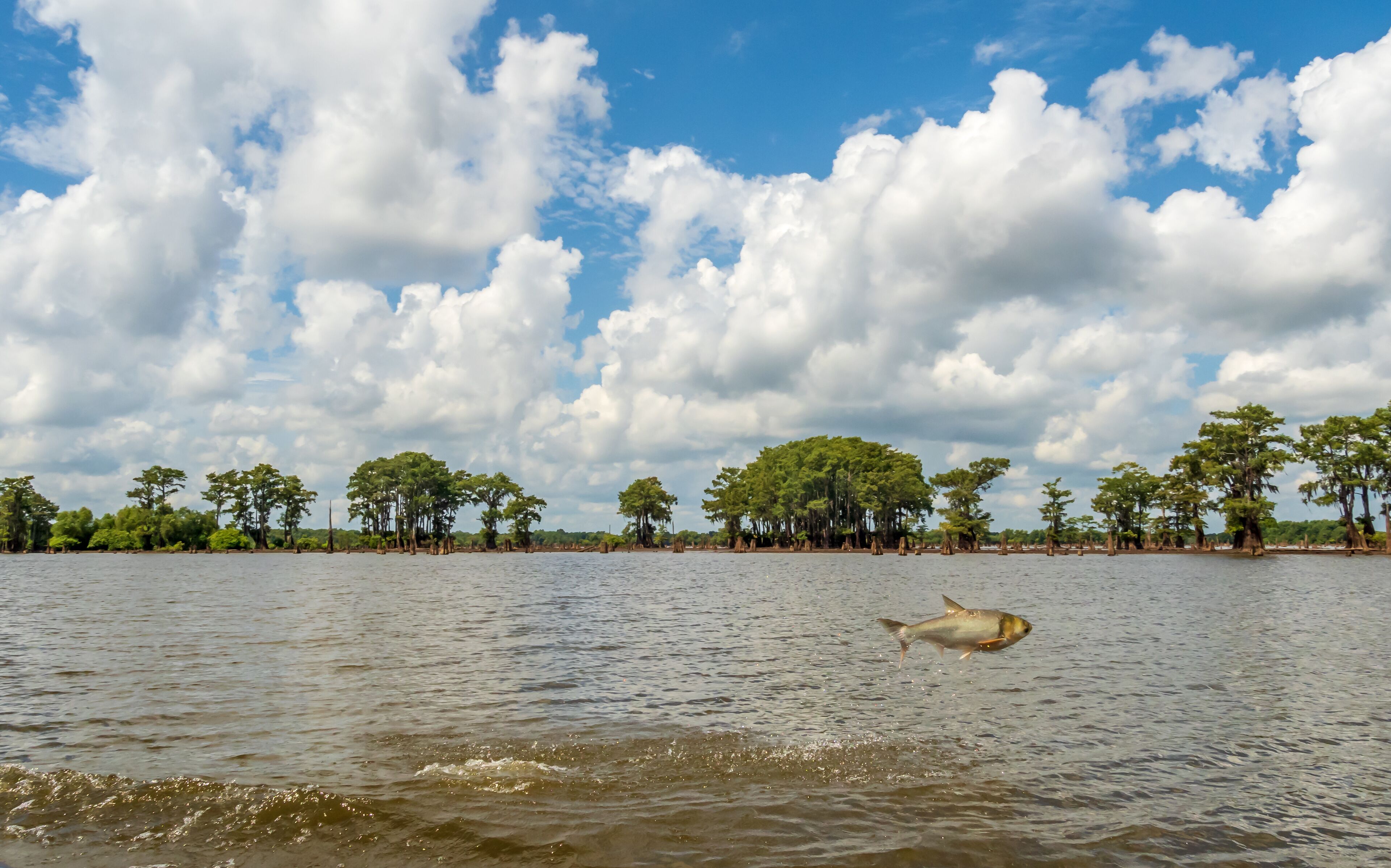 A river with trees and a fish jumping out of the water.