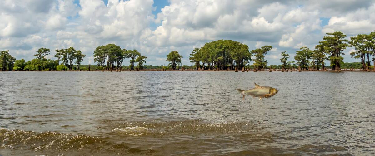 A river with trees and a fish jumping out of the water.
