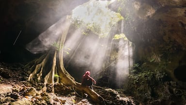 Caverna com luz do sol entrando por uma abertura, iluminando um tronco de árvore grande e o terreno rochoso ao redor.