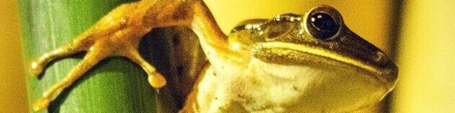 Night time safari in our outdoor bathroom at Joglo Gumuk.
Meet Henry the common Indonesian Tree Frog (nocturaliscus stickarii toesus).
#frog #wildlife #Yogyakarta #Java #Indonesia