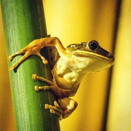 Night time safari in our outdoor bathroom at Joglo Gumuk.
Meet Henry the common Indonesian Tree Frog (nocturaliscus stickarii toesus).
#frog #wildlife #Yogyakarta #Java #Indonesia