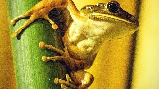 Night time safari in our outdoor bathroom at Joglo Gumuk.
Meet Henry the common Indonesian Tree Frog (nocturaliscus stickarii toesus).
#frog #wildlife #Yogyakarta #Java #Indonesia