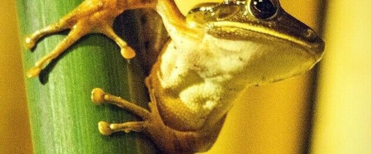 A frog clinging to a green plant stem.