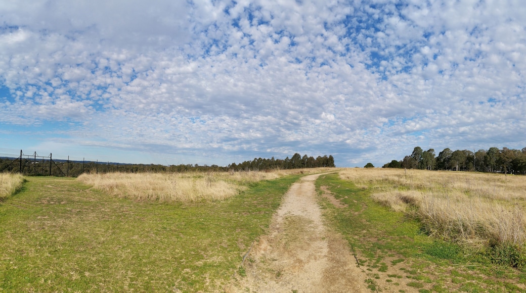 Beautiful panoramic view of a park with wild grass, tall trees in the background and a deep blue puffy sky, Rouse Hill Regional Park, Rouse Hill, New South Wales, Australia