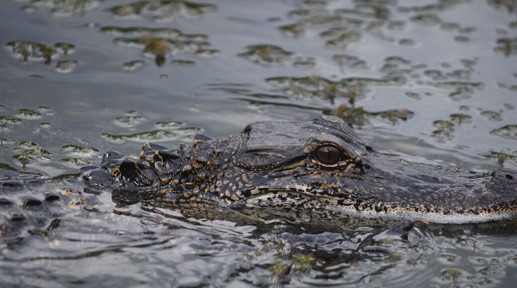 โจนส์วิลล์