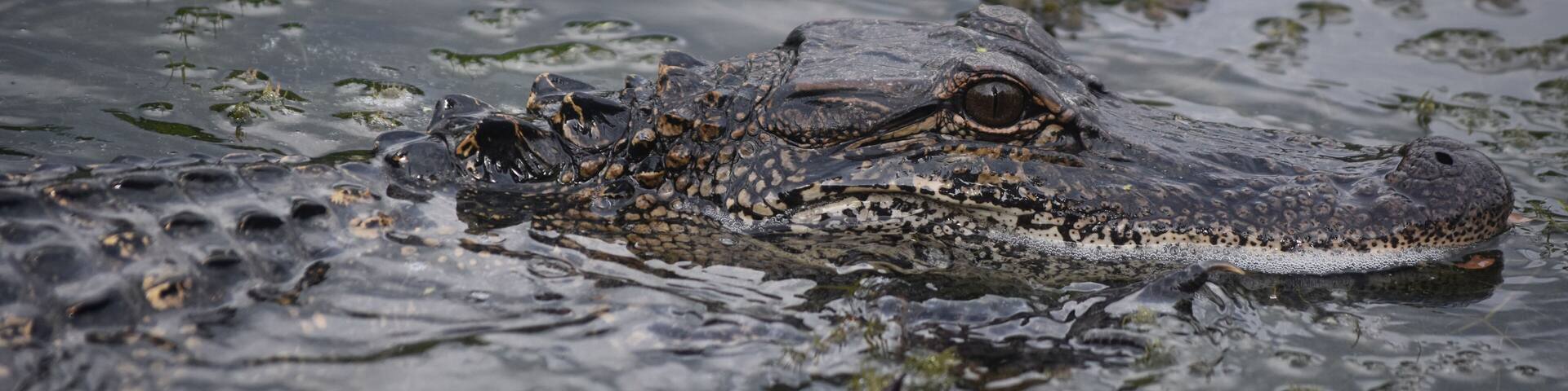 Amazing Alligator Up Close and A Little Too Personal