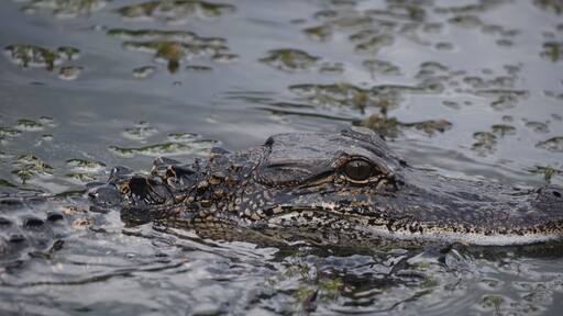 ์กด์ค๋น