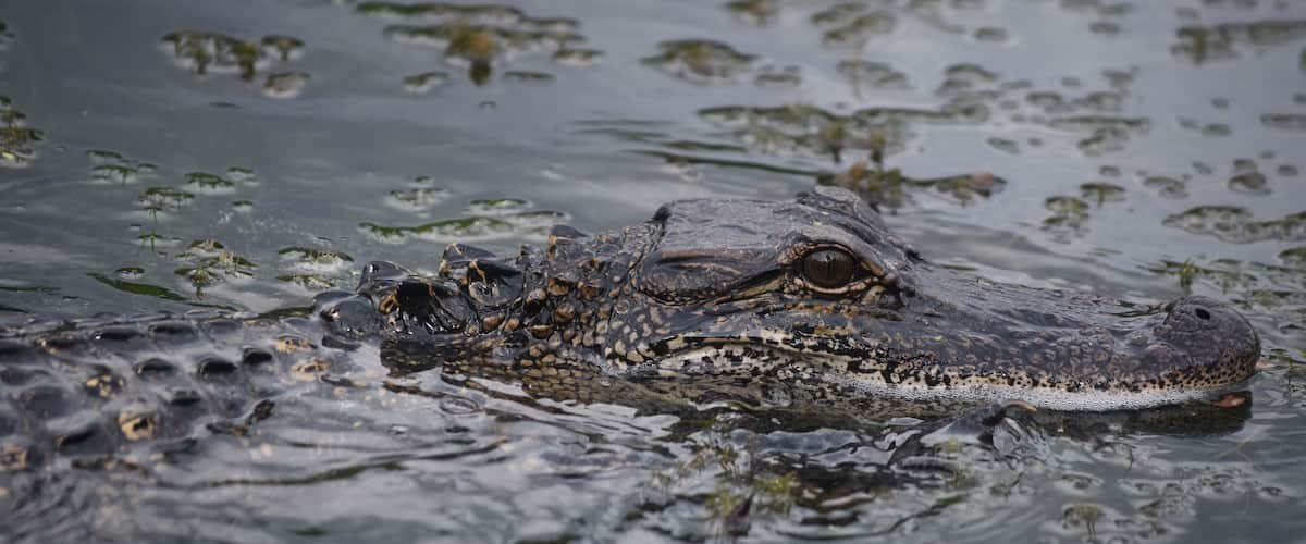 A crocodile partially submerged in water with algae and debris around.