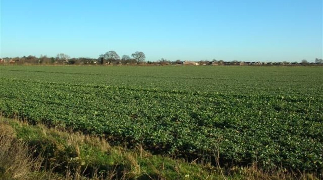 Across farmland to Bishopthorpe In the distance the tree line hides the York to Selby cycle route, beyond is part of Bishopthorpe. The majority of the square, like the part pictured is arable farmland.