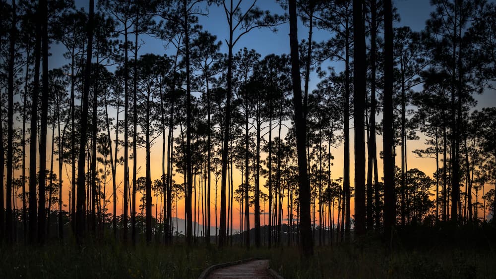 A forest with a dirt path leading through tall pine trees at sunset.