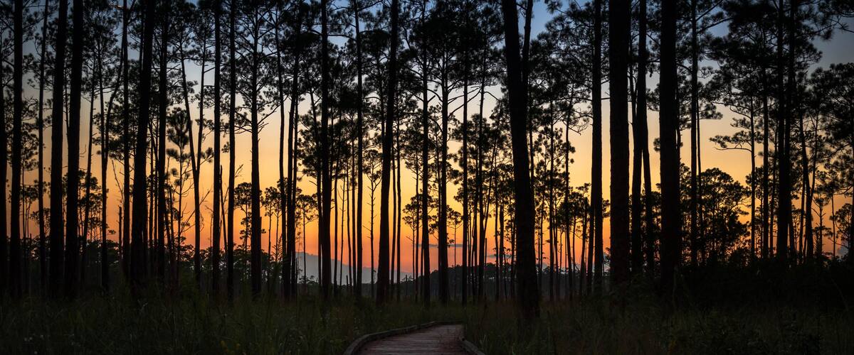 Sunset in Big Branch Marsh