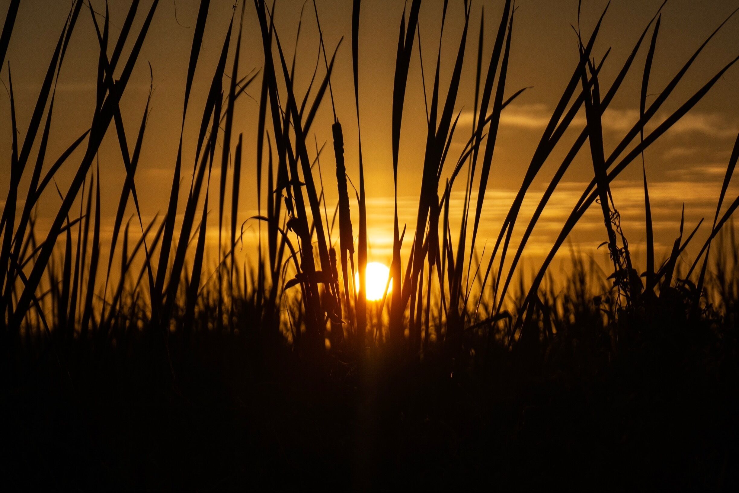 Sunrise and marsh grass