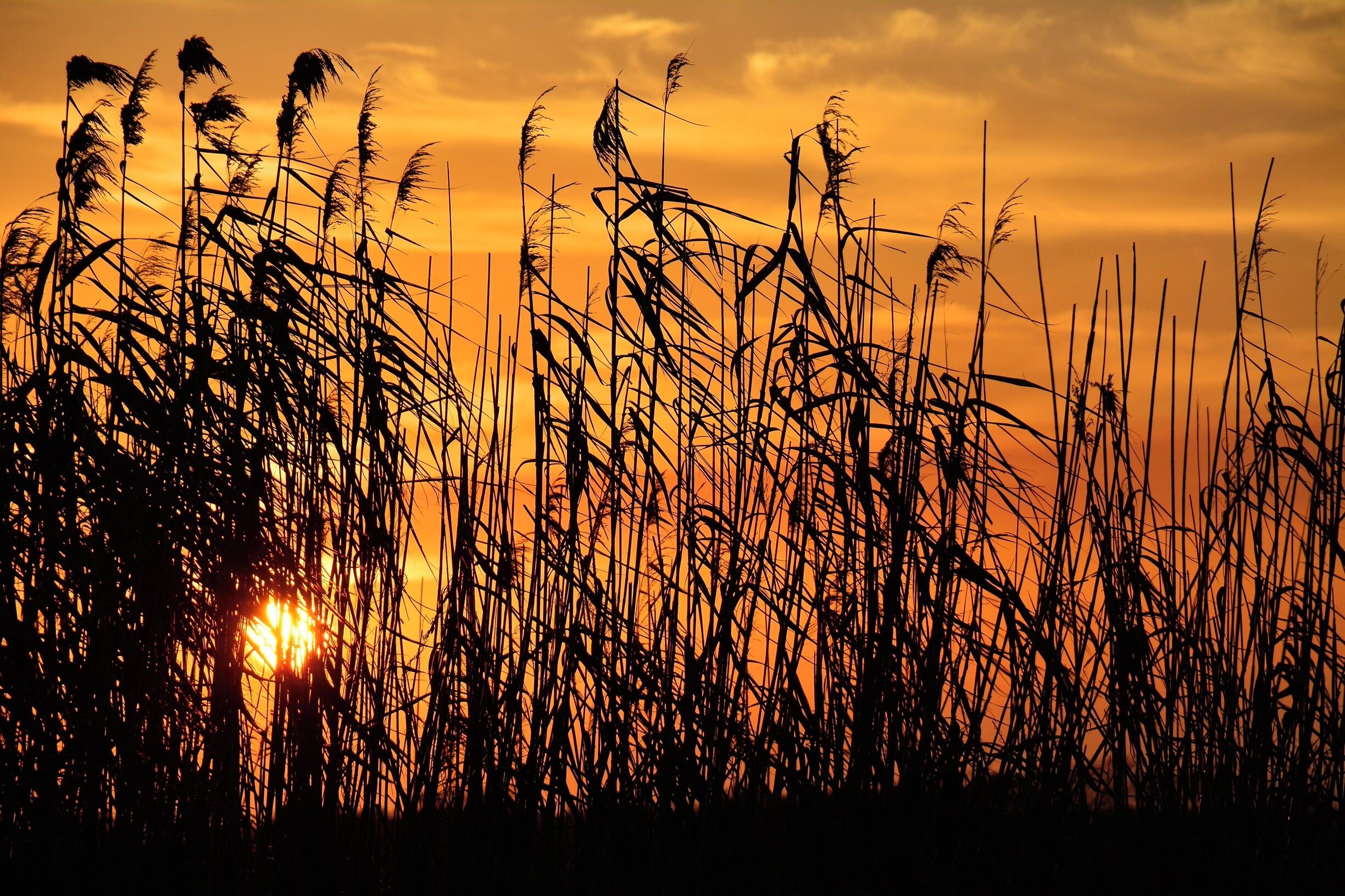 Sunset and marsh grass, Big Branch Marsh NWR, La.