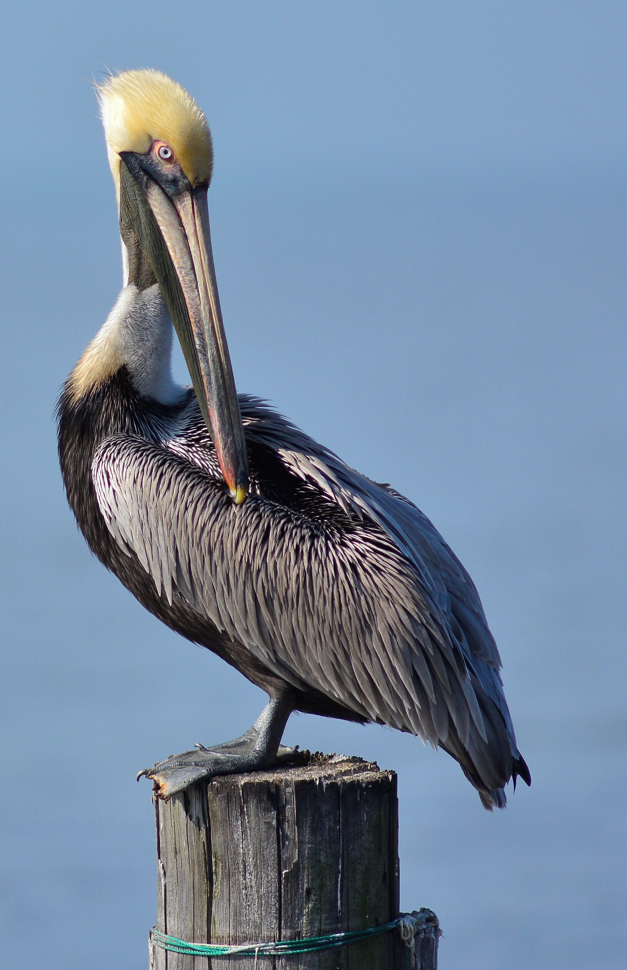 Brown Pelican, Big Branch Marsh NWR, Lacombe, La.