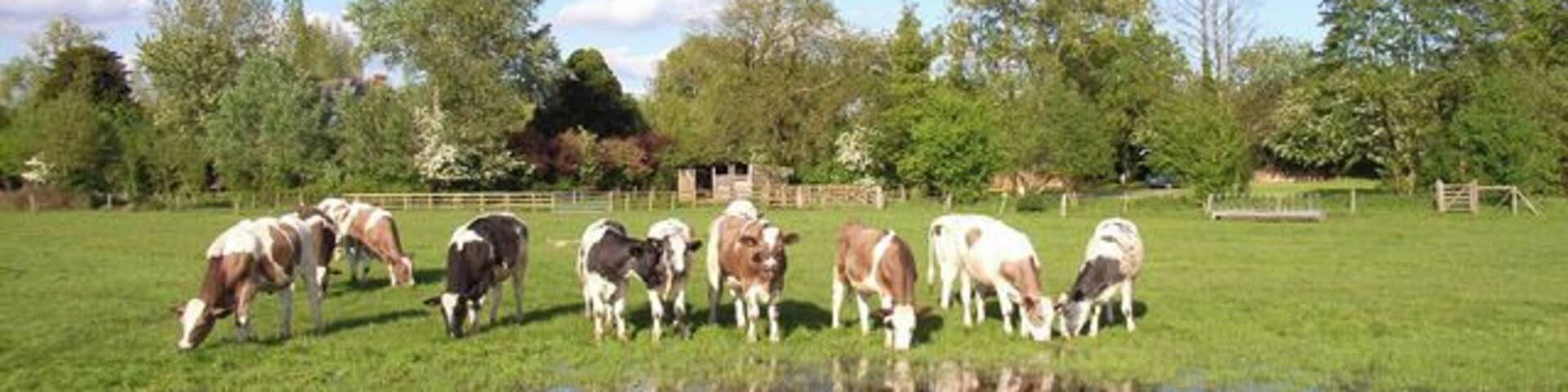 Farmland at Stratfield Turgis. On the Loddon flood-plain.