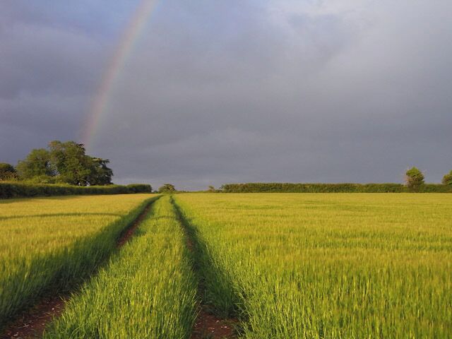 Farmland, Oakley A crop of barley beside the B3400 midway between Worting and Oakley.