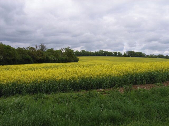 Farmland near Oakley. The public footpath is in the trees in the left of picture.