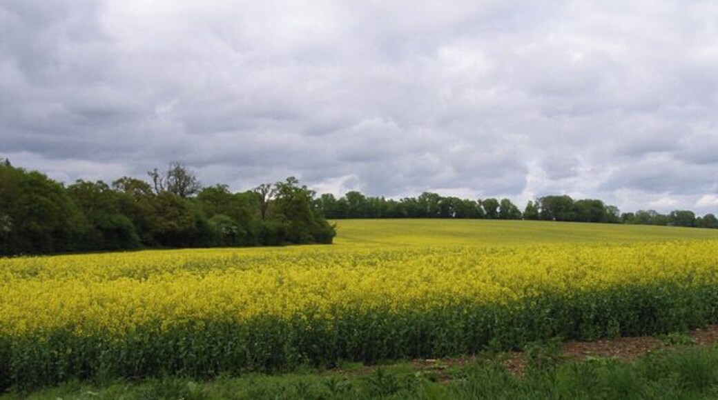 Farmland near Oakley. The public footpath is in the trees in the left of picture.