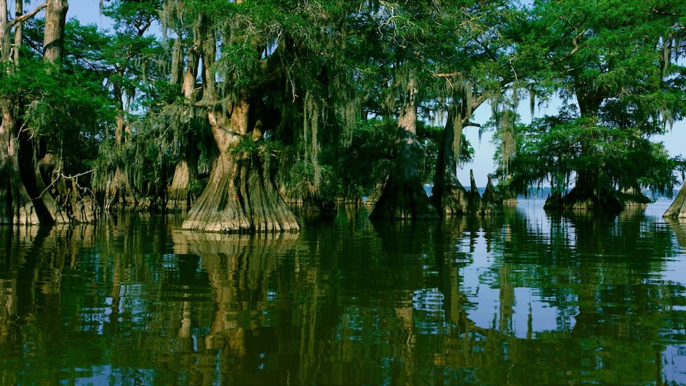 Wildlife Refuge at Lake Fausse Pointe State Park, Louisiana