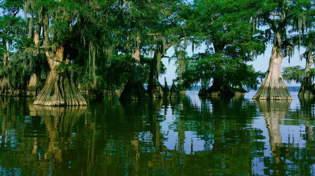 Wildlife Refuge at Lake Fausse Pointe State Park, Louisiana