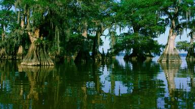 Wildlife Refuge at Lake Fausse Pointe State Park, Louisiana