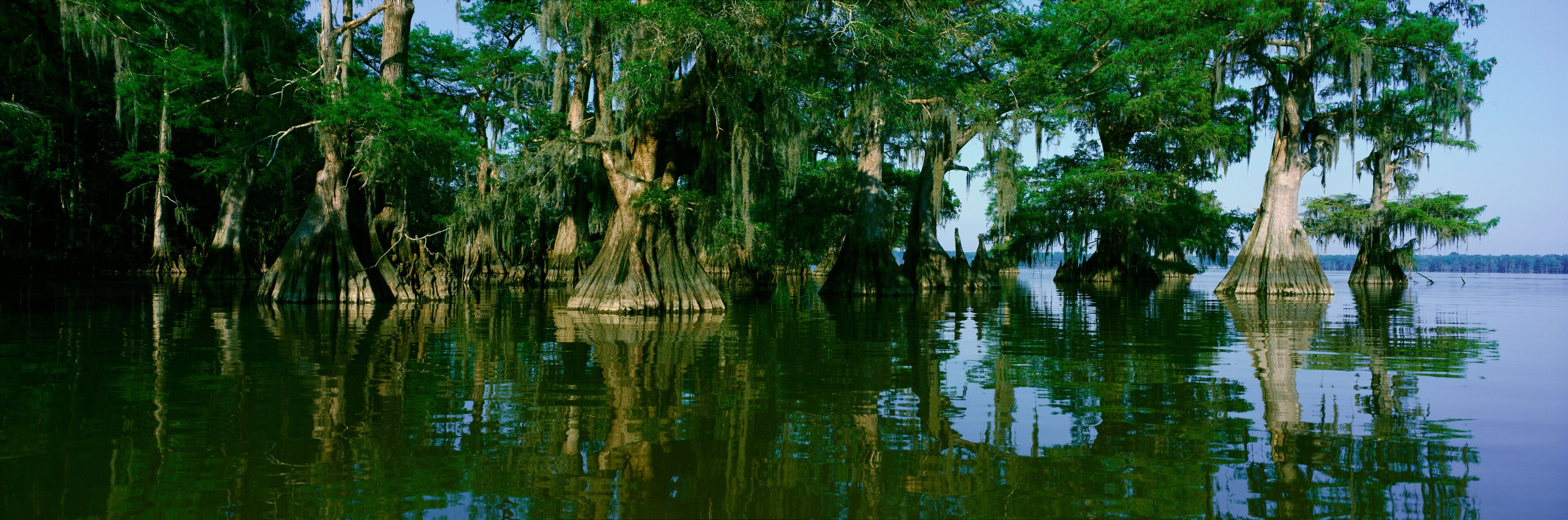 A swamp with tall trees and water reflecting the greenery.