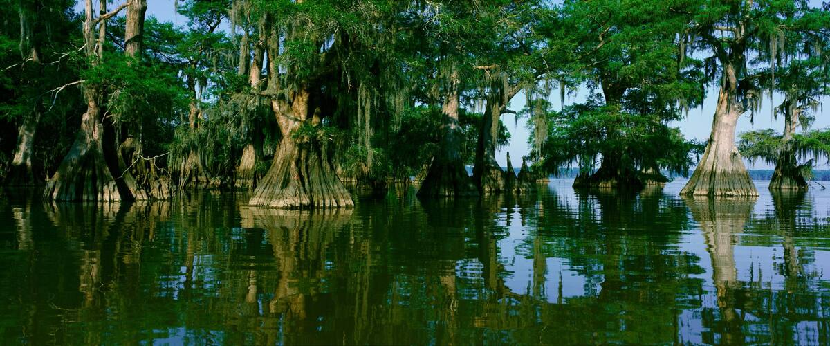 A swamp with tall trees and water reflecting the greenery.