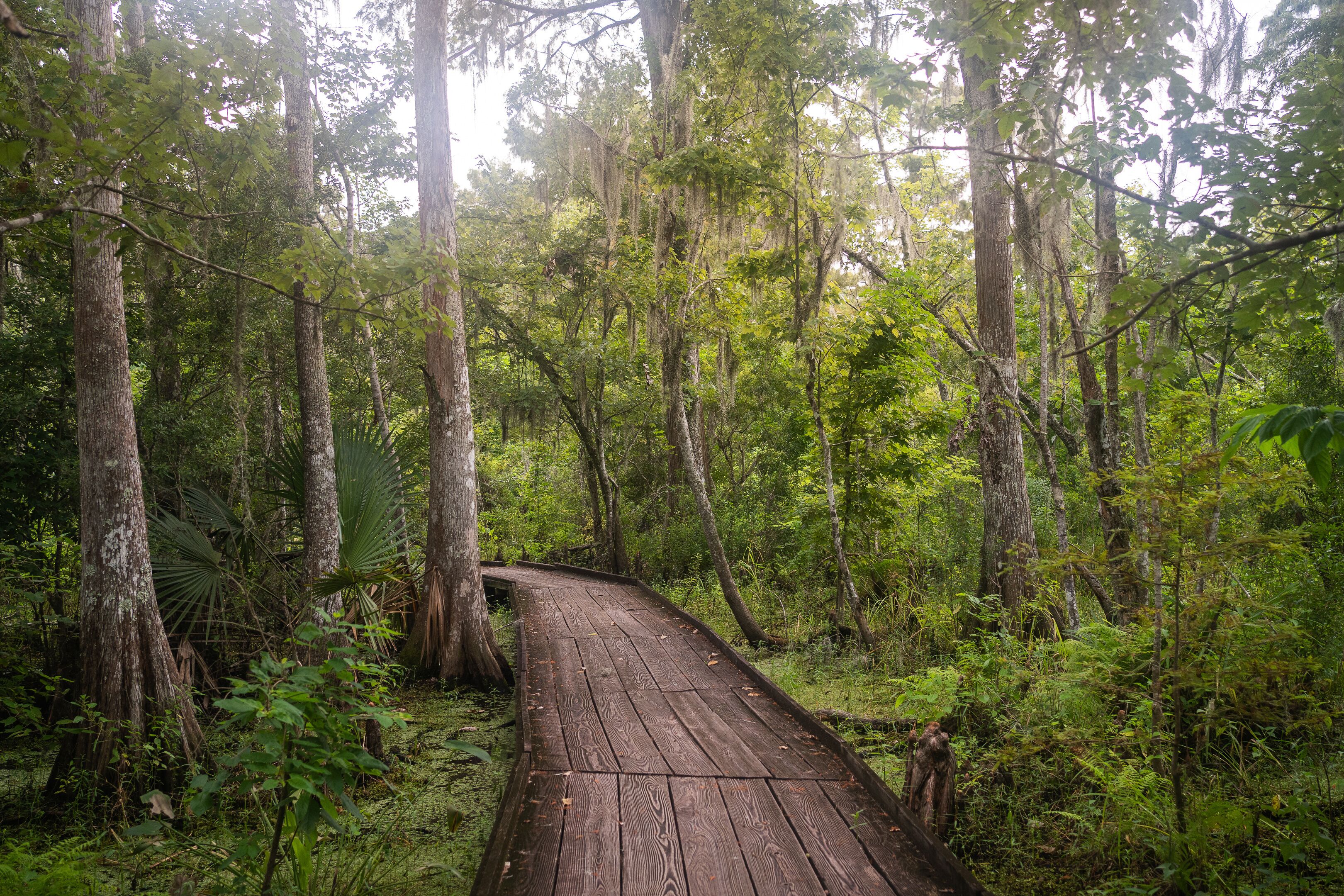 Bayou Sauvage, New Orleans, Louisiana