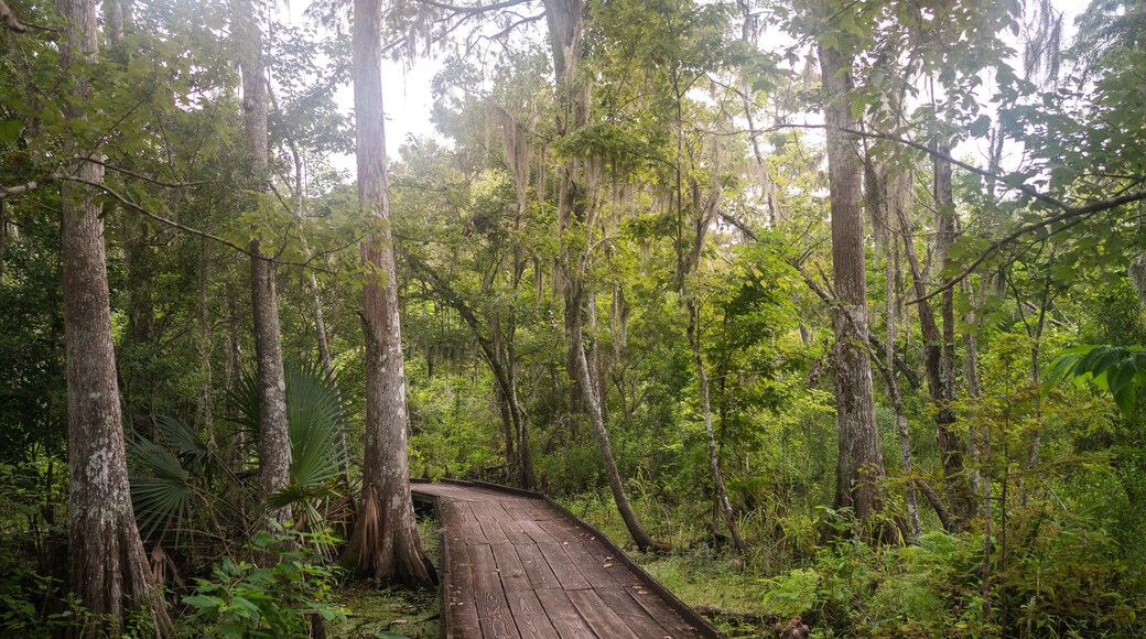Bayou Sauvage, New Orleans, Louisiana