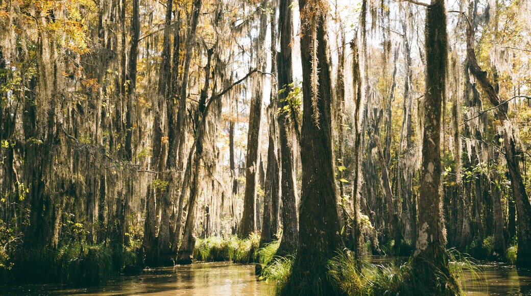 New Orleans - swamp trees 1